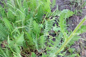 achillea filipendulina (6) (1200 x 799).jpg_product_product